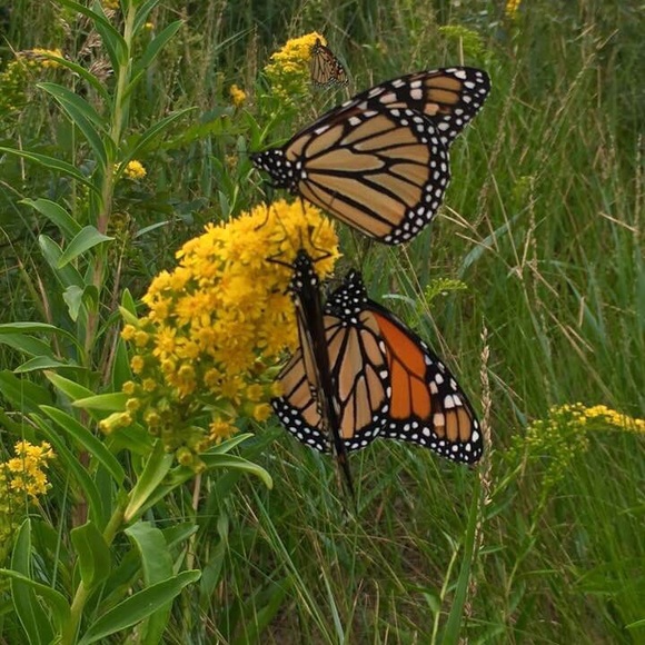 Meet your Posher, Patti - Picture 1 of 1